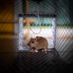 Ce înseamnă când ai șoareci în casă