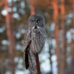 Ce înseamnă când vezi o bufniță