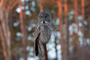 Ce înseamnă când vezi o bufniță