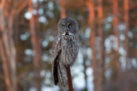 Ce înseamnă când vezi o bufniță