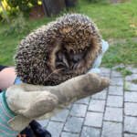 Ce înseamnă când ai arici în curte