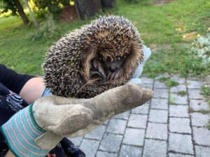 Ce înseamnă când ai arici în curte
