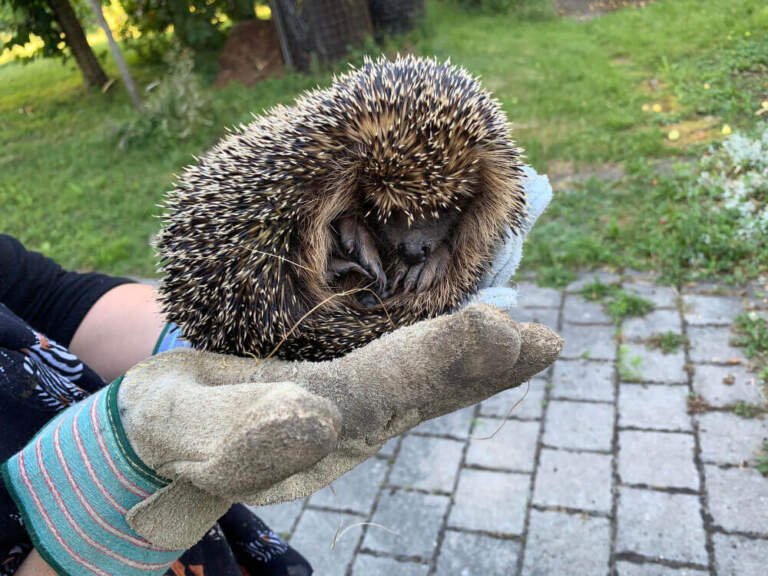 Ce înseamnă când ai arici în curte