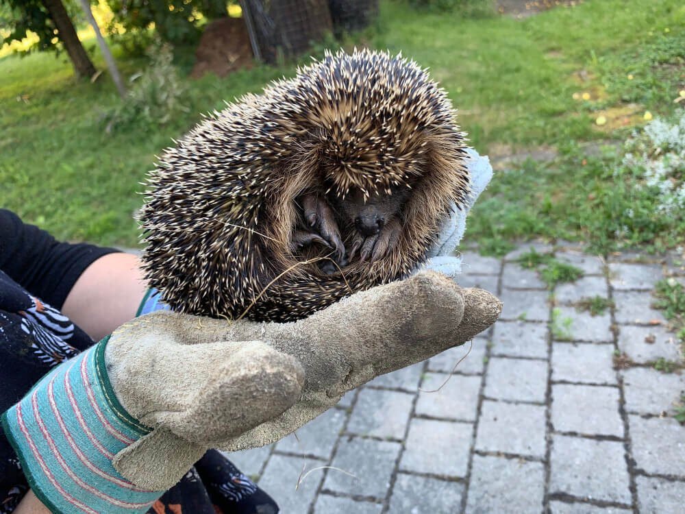 Ce înseamnă când ai arici în curte