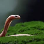 Ce înseamnă când visezi șerpi? Interpretare